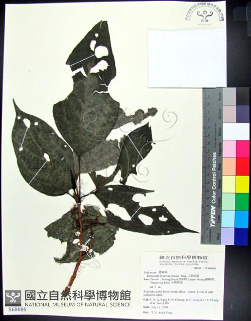 三脈紫麻藏品圖，第1張