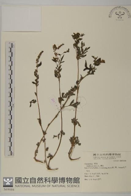 豬草藏品圖，第1張