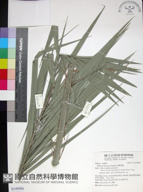 台灣海棗藏品圖，第1張