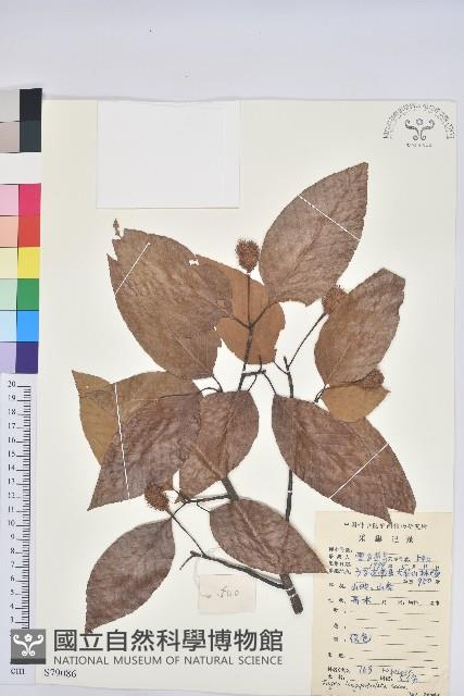 水青岡藏品圖，第1張