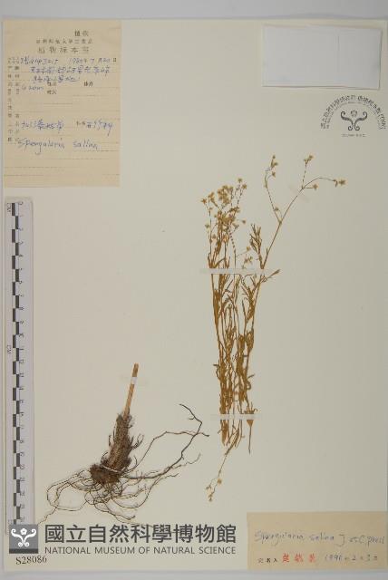 擬漆姑藏品圖，第1張