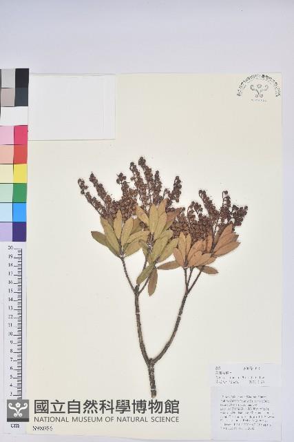 美麗馬醉木藏品圖，第1張