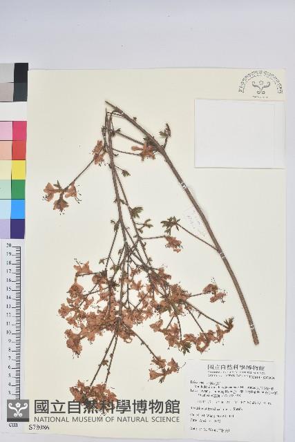 志佳陽杜鵑藏品圖，第1張