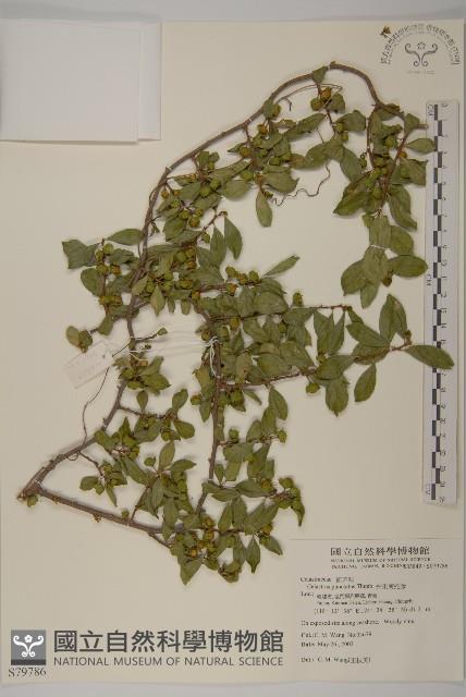 光果南蛇藤藏品圖，第1張