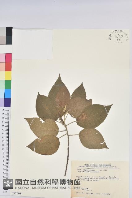 臺灣鐵莧藏品圖，第1張