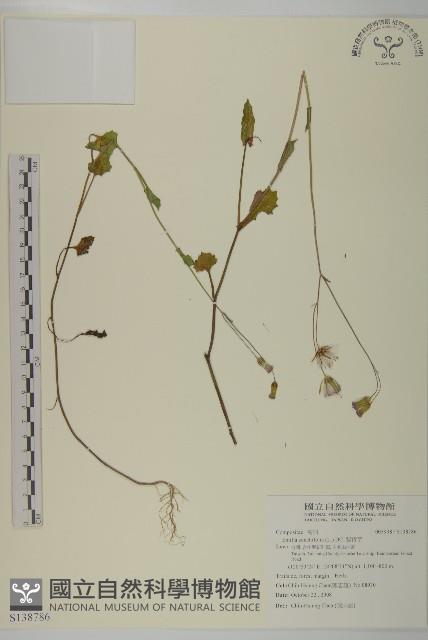 紫背草藏品圖，第1張