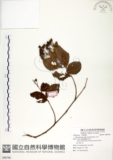 九芎藏品圖，第1張