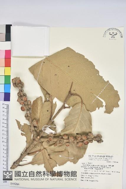 大葉石櫟藏品圖，第1張