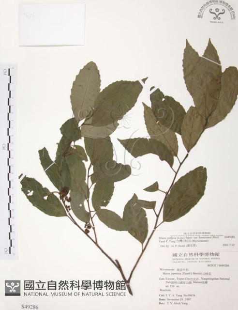 台灣山桂花藏品圖，第1張
