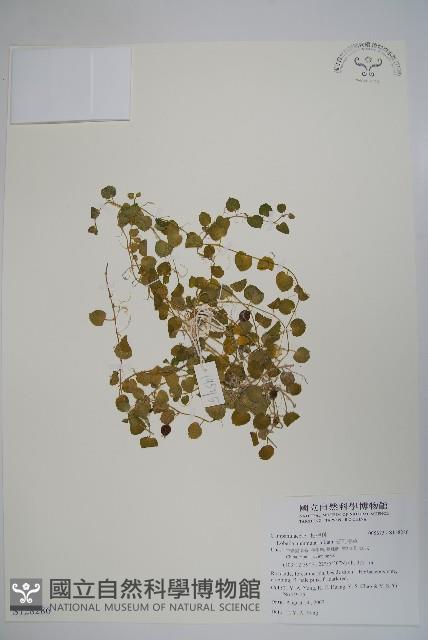 普刺特草藏品圖，第1張