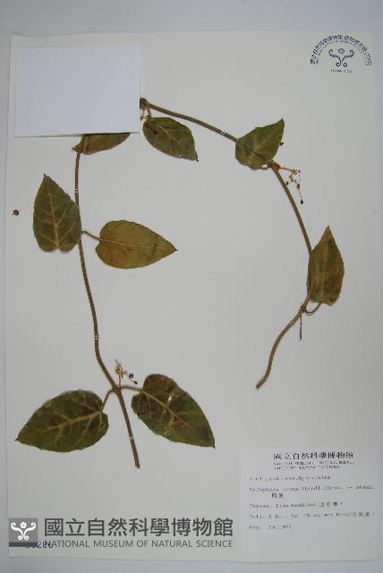 鷗蔓藏品圖，第1張