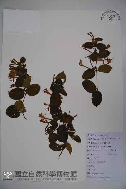 忍冬、金銀花藏品圖，第1張