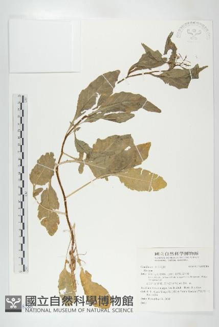 登錄號:S148286藏品圖，第1張