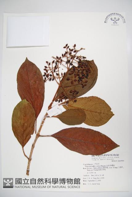 著生珊瑚樹藏品圖，第1張