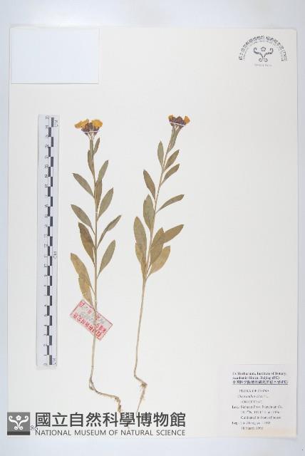 桂竹香藏品圖，第1張