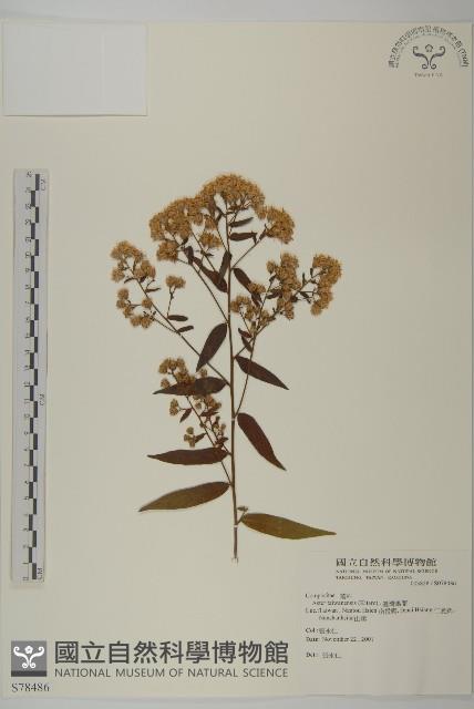 臺灣馬蘭藏品圖，第1張