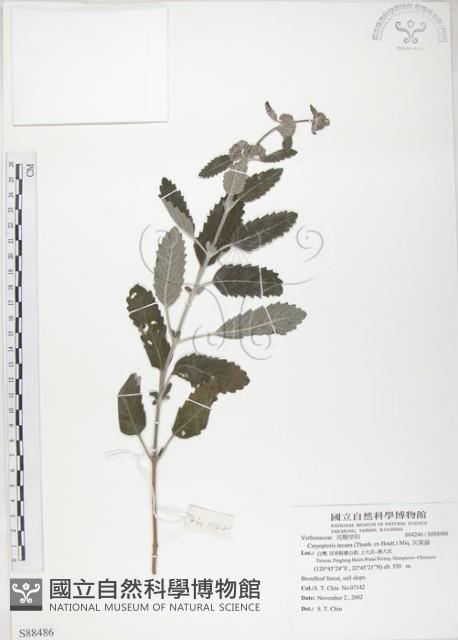 灰葉蕕藏品圖，第1張