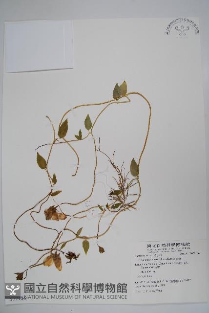 雞蛋參藏品圖，第1張