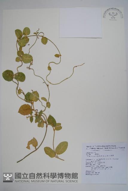 鷗蔓藏品圖，第1張