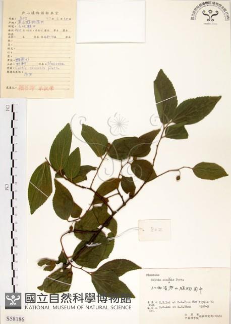 朴樹藏品圖，第1張