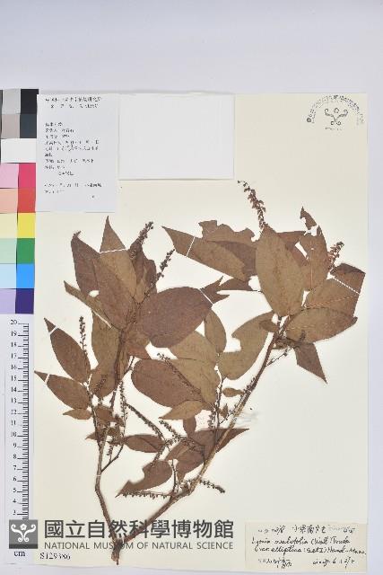 小果南燭藏品圖，第1張