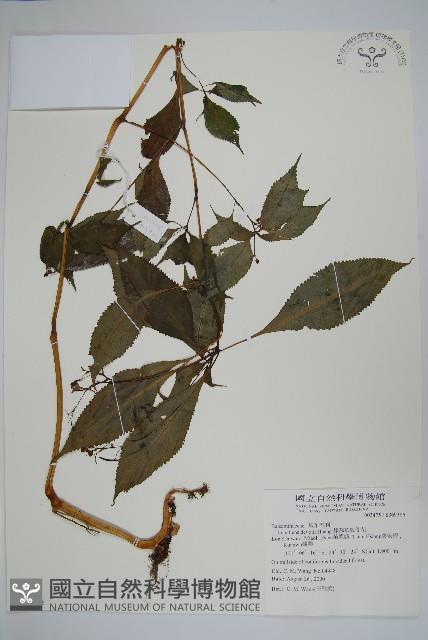 棣慕華鳳仙花藏品圖，第1張