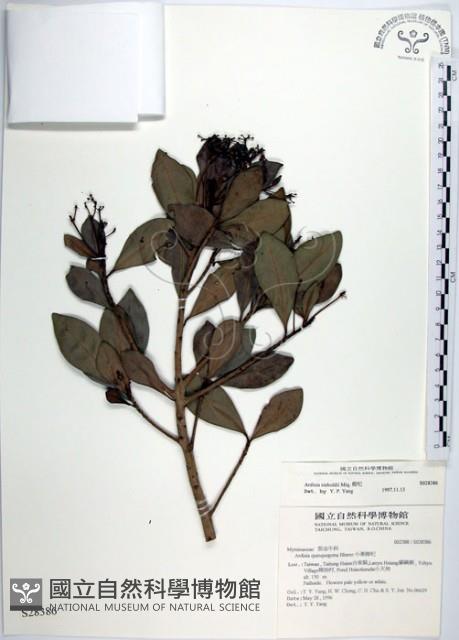 樹杞藏品圖，第1張