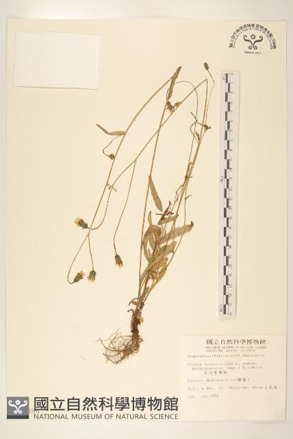 玉山毛蓮菜藏品圖，第1張