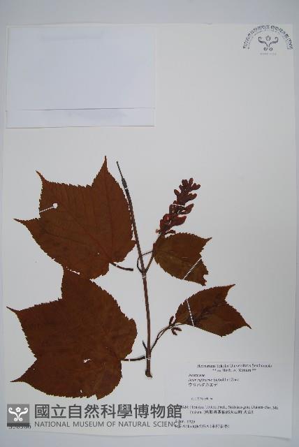 褐脈槭藏品圖，第1張