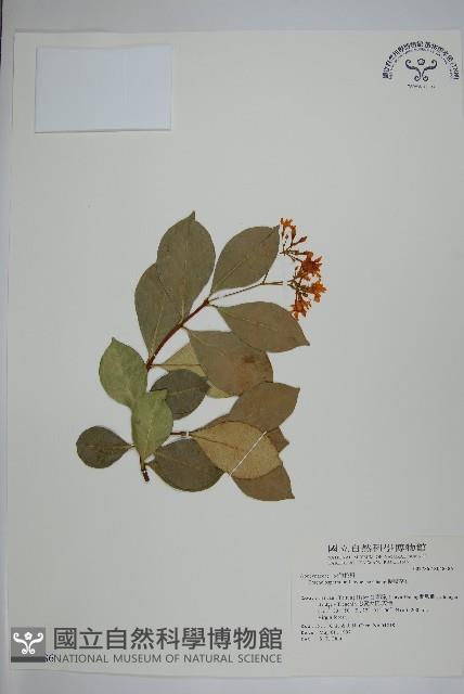 蘭嶼絡石藏品圖，第1張