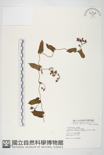 海牽牛藏品圖，第1張