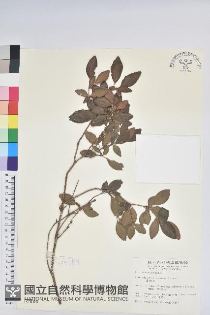 馬銀花藏品圖，第1張