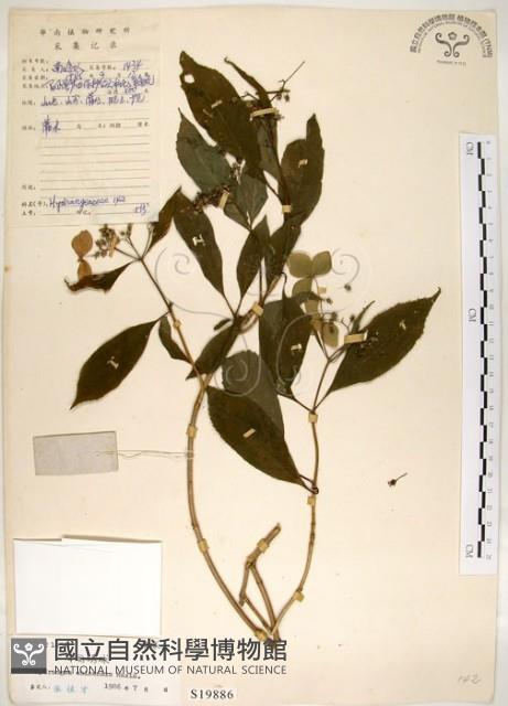 華八仙藏品圖，第1張