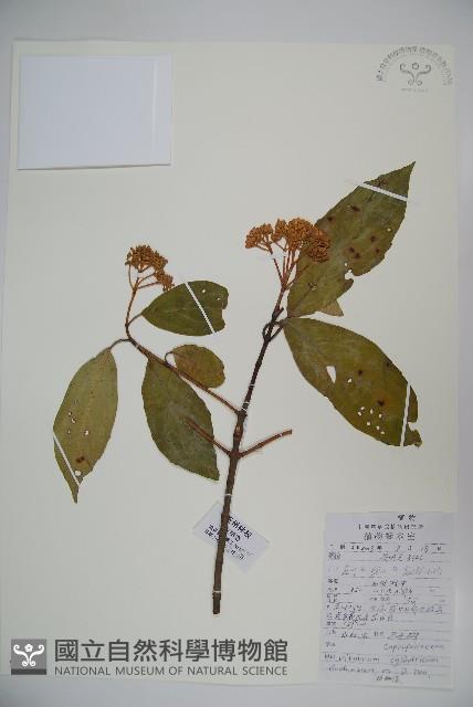 水紅木藏品圖，第1張