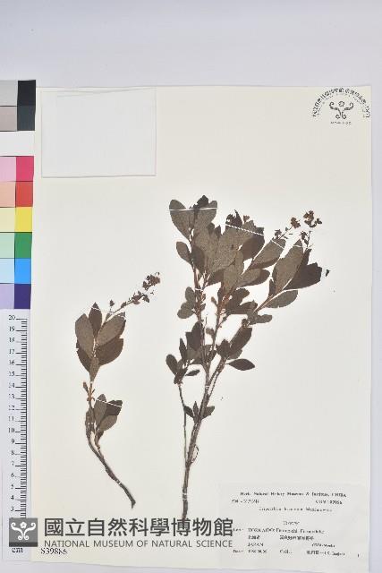 登錄號:S039886藏品圖，第1張