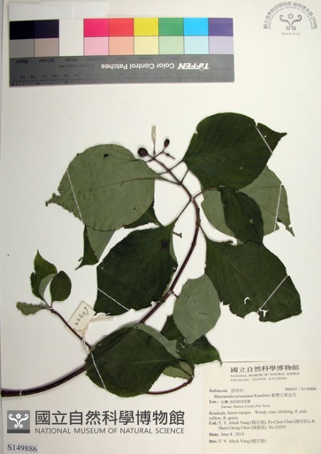 臺灣玉葉金花藏品圖，第1張