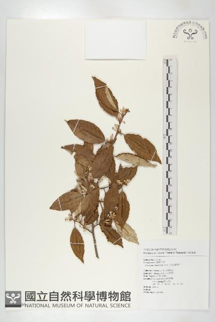 鄧氏胡頹子藏品圖，第1張