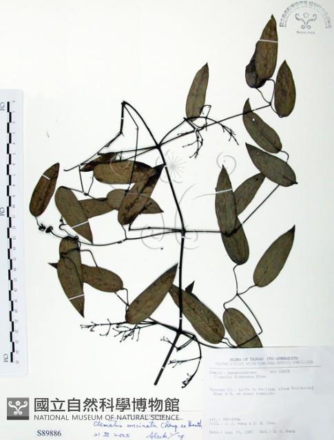 柱果鐵線蓮藏品圖，第1張