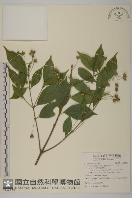 大丁黃藏品圖，第1張