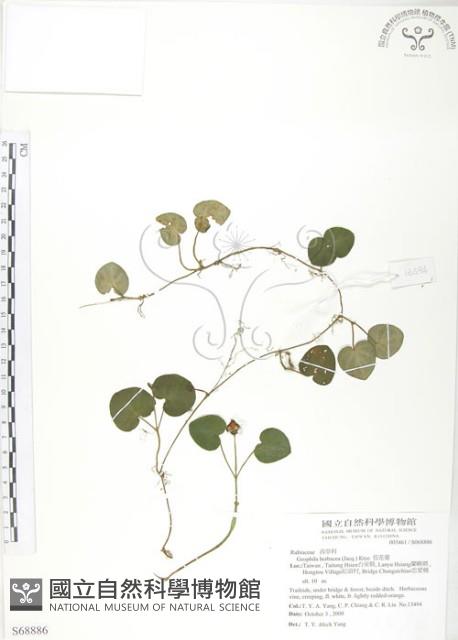 苞花蔓藏品圖，第1張