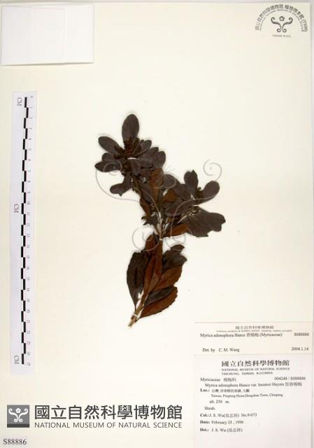 青楊梅藏品圖，第1張