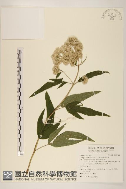 臺灣澤蘭藏品圖，第1張