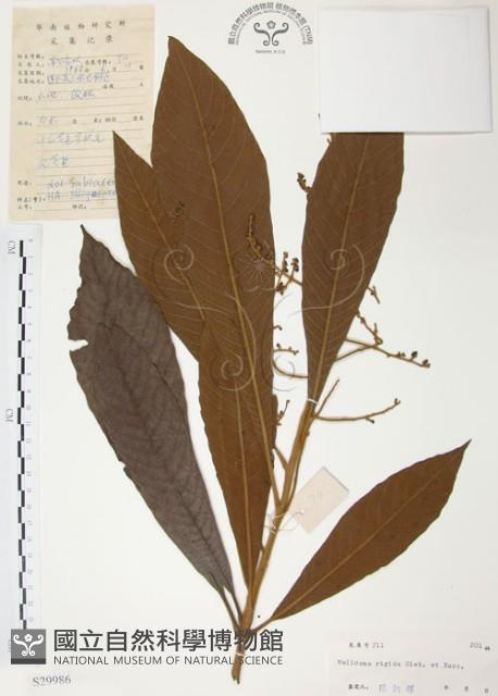 筆羅子藏品圖，第1張