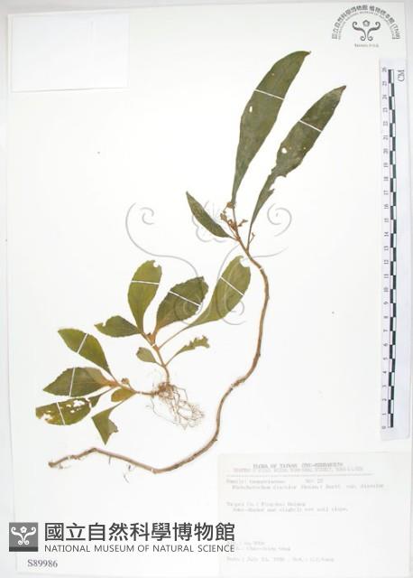 同蕊草、異色線柱苣苔藏品圖，第1張