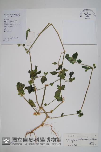 華九頭獅子草藏品圖，第1張