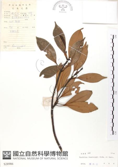 豬腳楠藏品圖，第1張