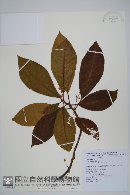 水冬瓜藏品圖，第1張