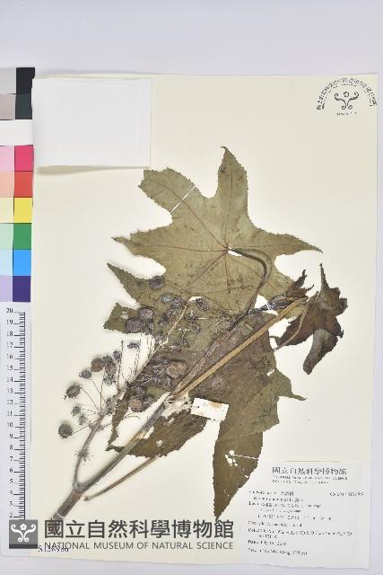 蓖麻藏品圖，第1張