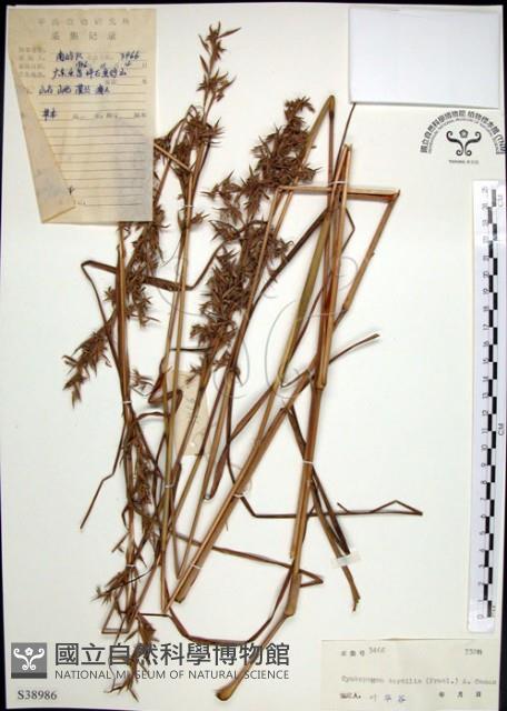 扭鞘香茅藏品圖，第1張