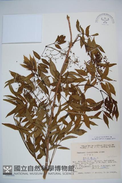 登錄號:S048986藏品圖，第1張